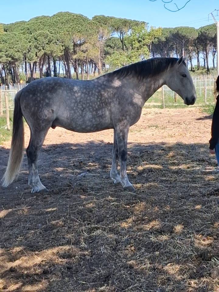 Ruin Lusitano Te koop 2015 Schimmel
