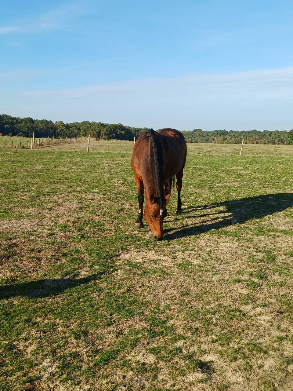 Merrie Franse rijpony PFS Te koop 2008 Donker bruin / bai ,  RASMUS SL