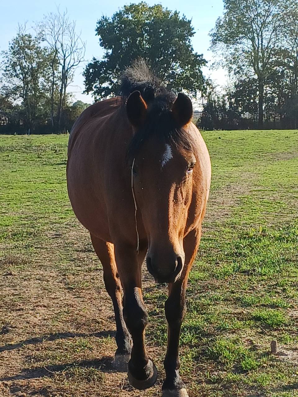 Merrie New Forest Te koop 2012 Donker bruin / bai ,  KANTJE S RONALDO*SL
