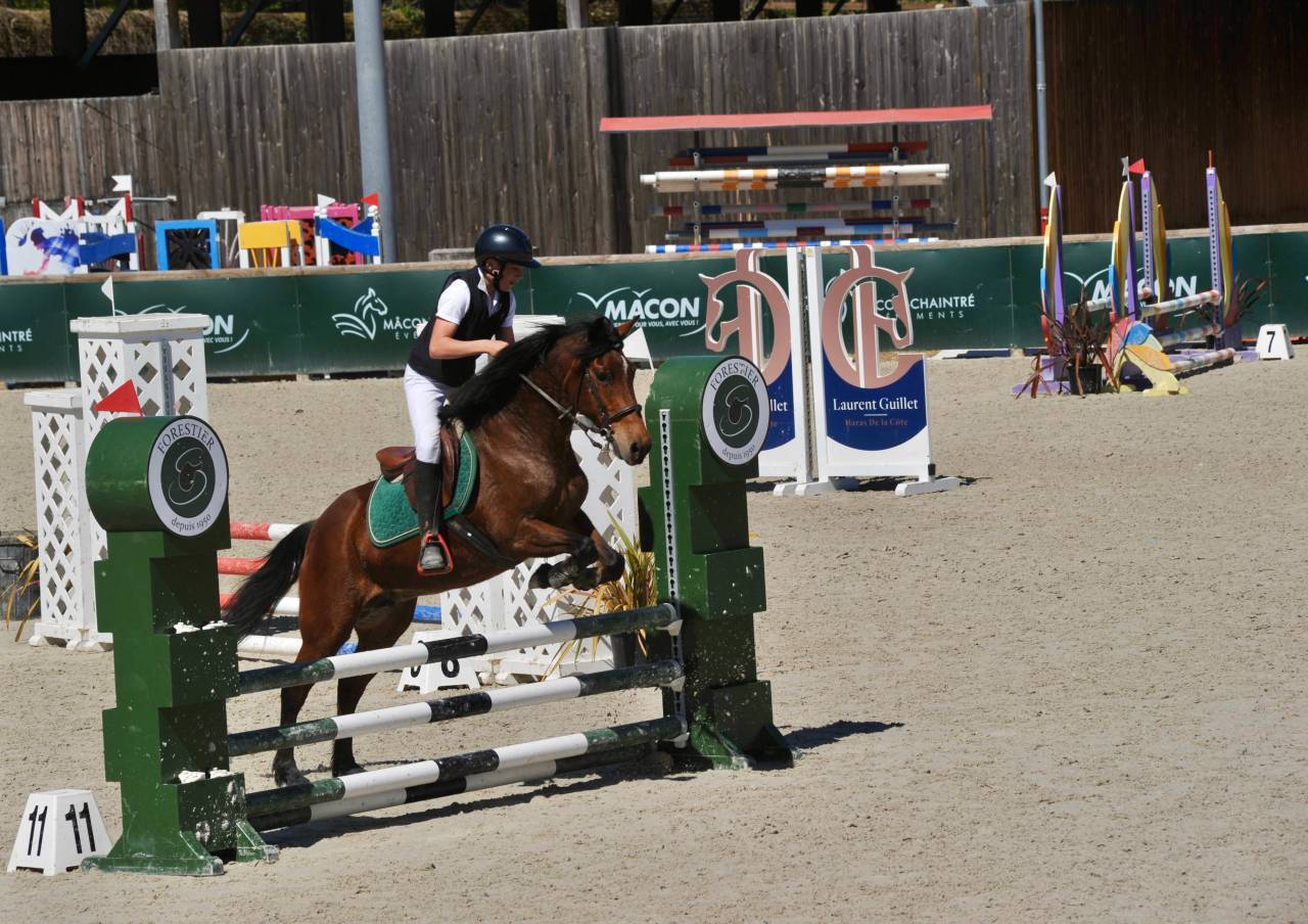 Merrie New Forest Te koop 2012 Donker bruin / bai ,  KANTJE S RONALDO*SL