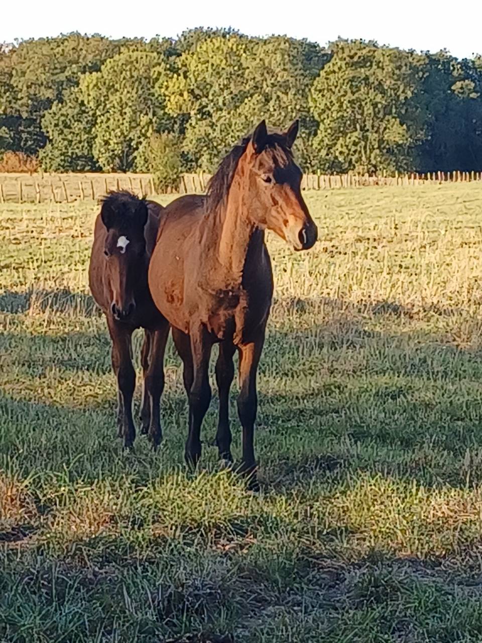 Hengst New Forest Te koop 2026 Donker bruin / bai ,  ROB ROY DU GARON