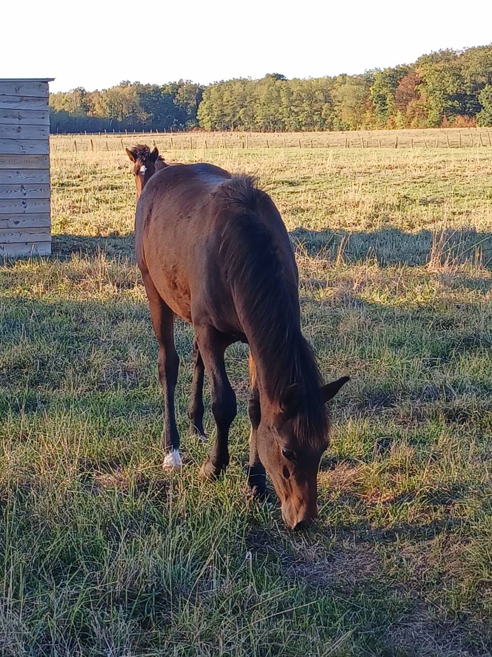 Hengst New Forest Te koop 2026 Donker bruin / bai ,  ROB ROY DU GARON