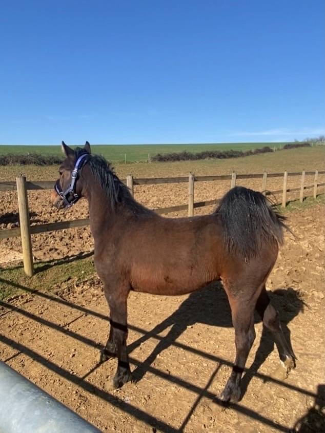 Ruin Franse rijpony PFS Te koop 2025 Donker bruin / bai ,  BLACK JACK IXE