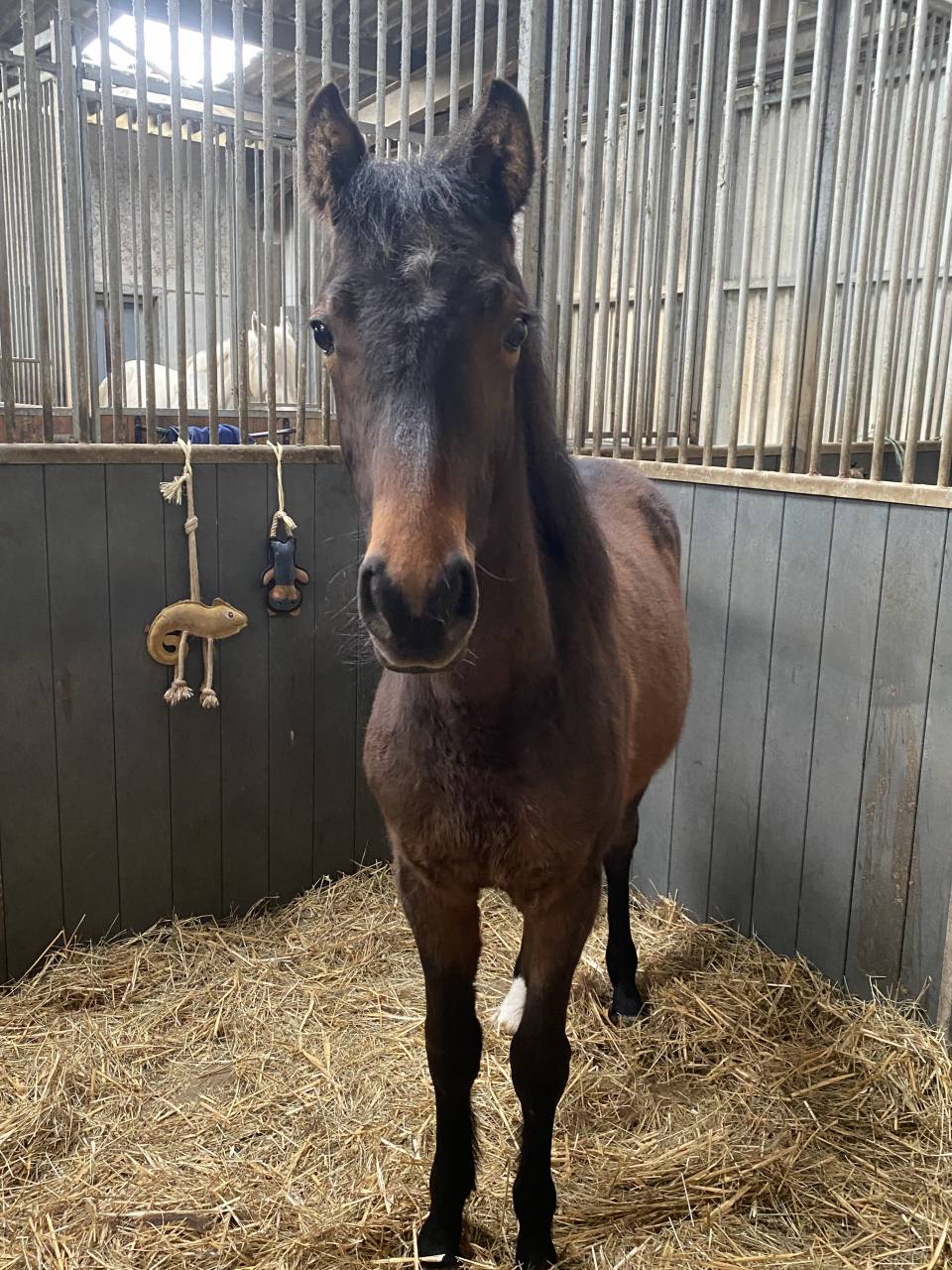 Ruin Franse rijpony PFS Te koop 2025 Donker bruin / bai ,  BLACK JACK IXE