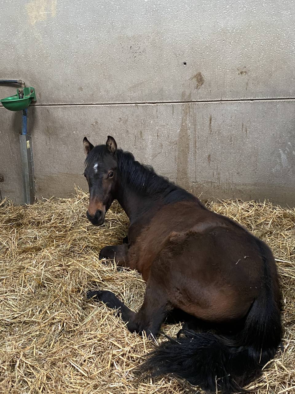 Ruin Franse rijpony PFS Te koop 2025 Donker bruin / bai ,  BLACK JACK IXE