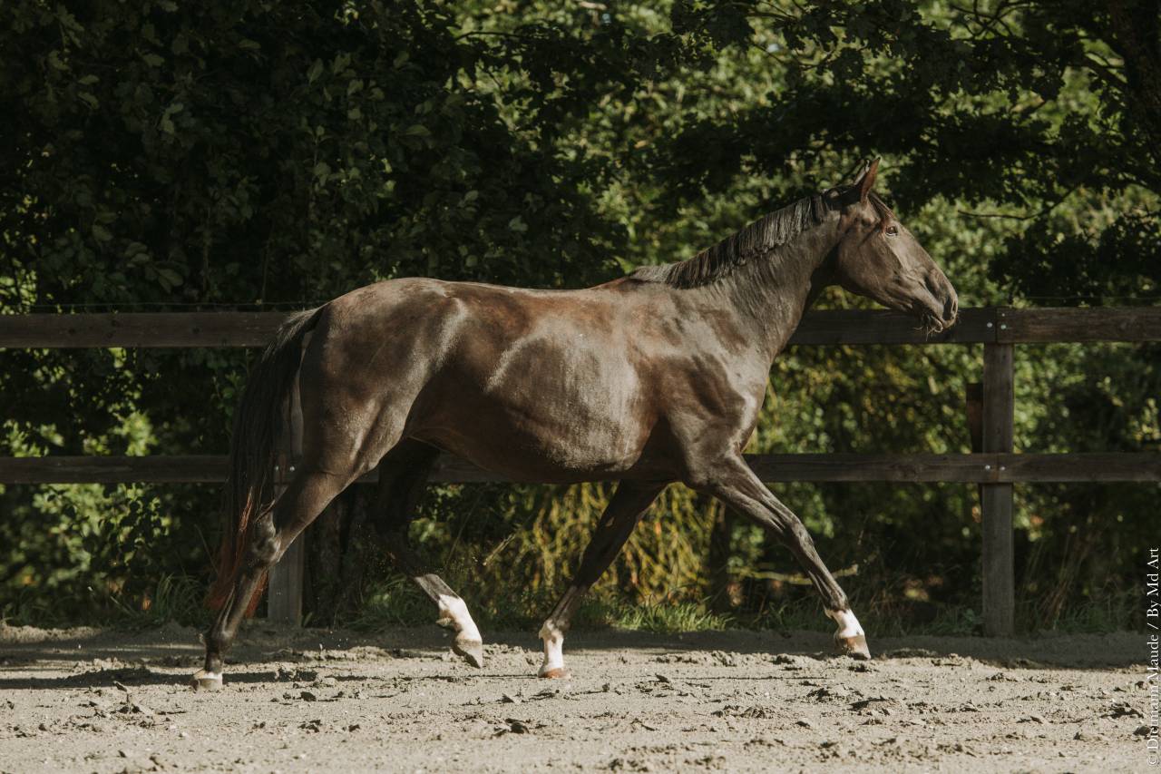 Merrie Lusitano Te koop 2022 Zwart ,  Violino do retiro