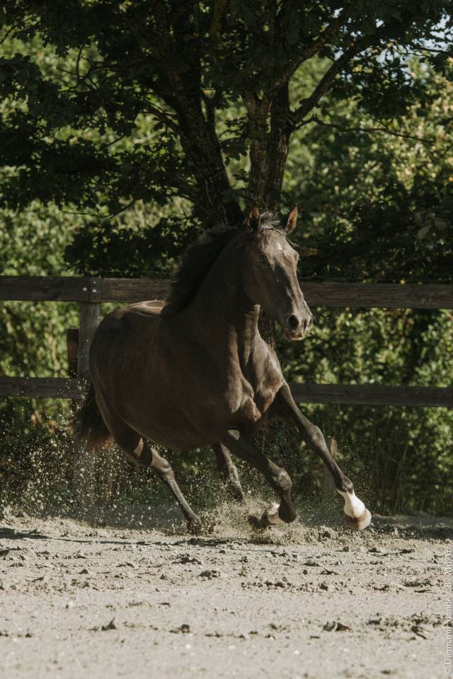 Merrie Lusitano Te koop 2022 Zwart ,  Violino do retiro