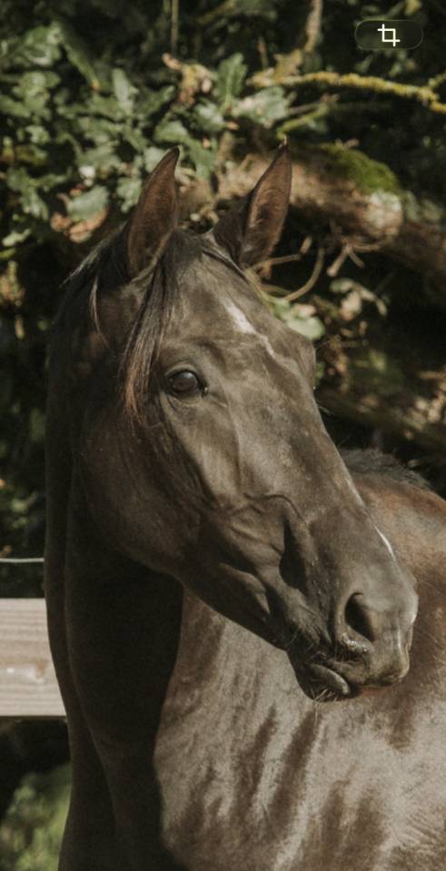 Merrie Lusitano Te koop 2022 Zwart ,  Violino do retiro