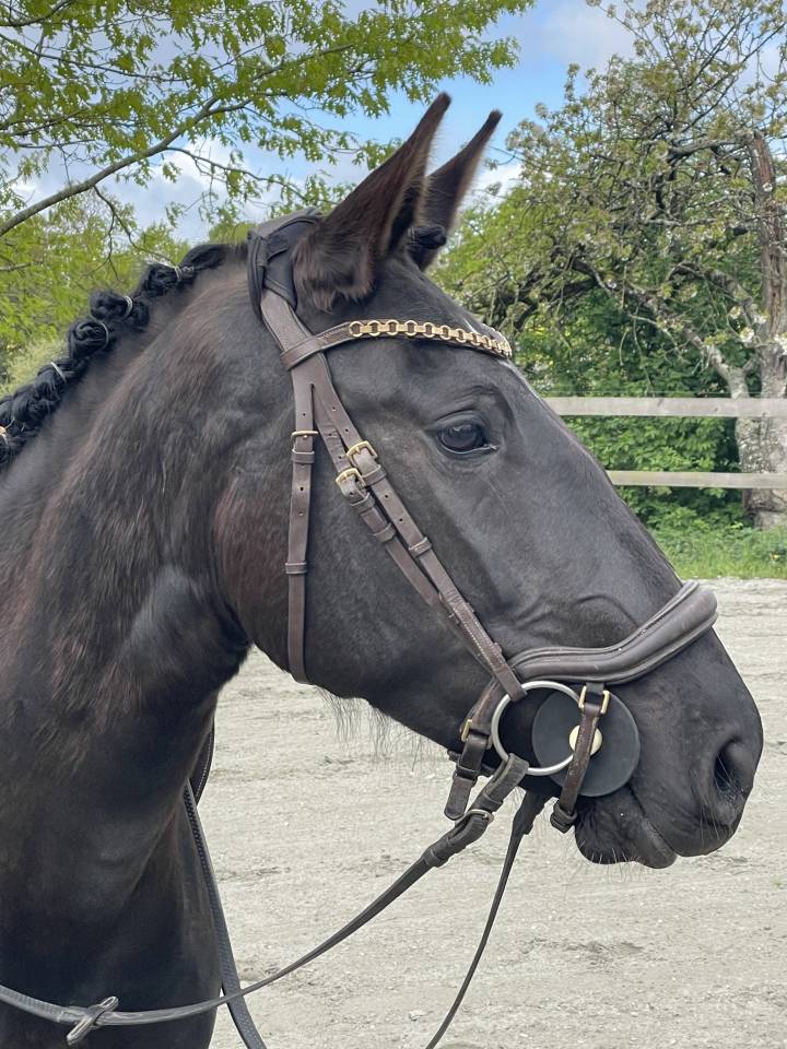 Merrie Lusitano Te koop 2022 Zwart ,  Violino do retiro