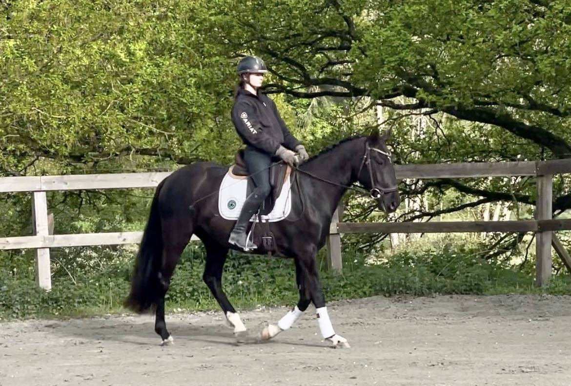 Merrie Lusitano Te koop 2022 Zwart ,  Violino do retiro