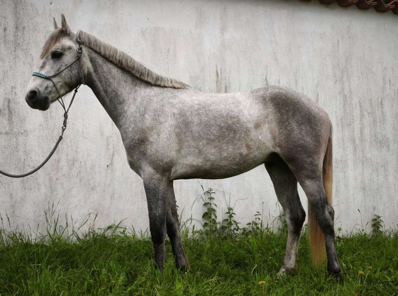 Ruin Connemara Te koop 2023 Schimmel ,  Cloon Eile Cashel