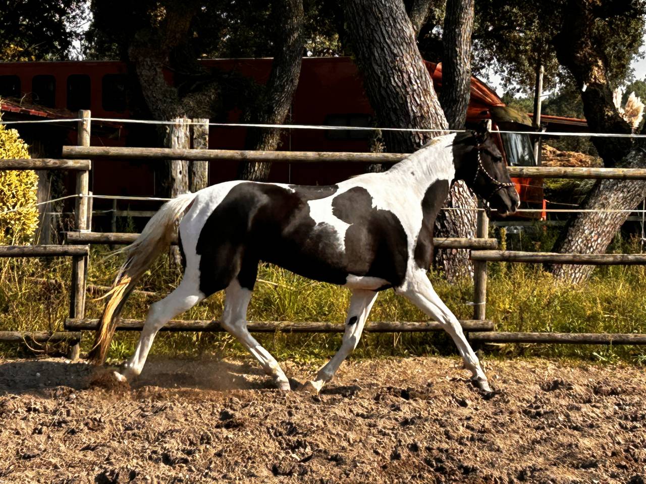 Merrie Azteca Te koop 2017 Paint