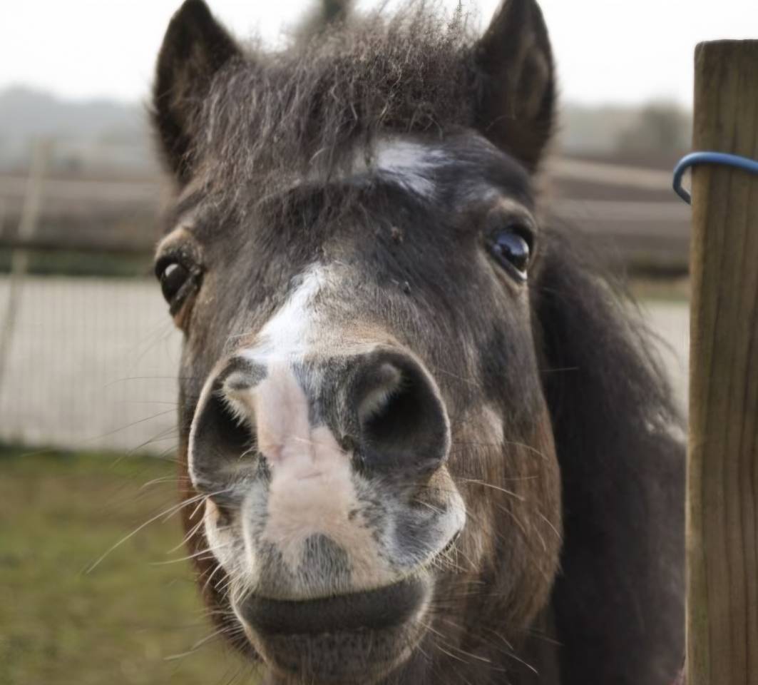 Merrie Shetland Te koop 2008 Zwart