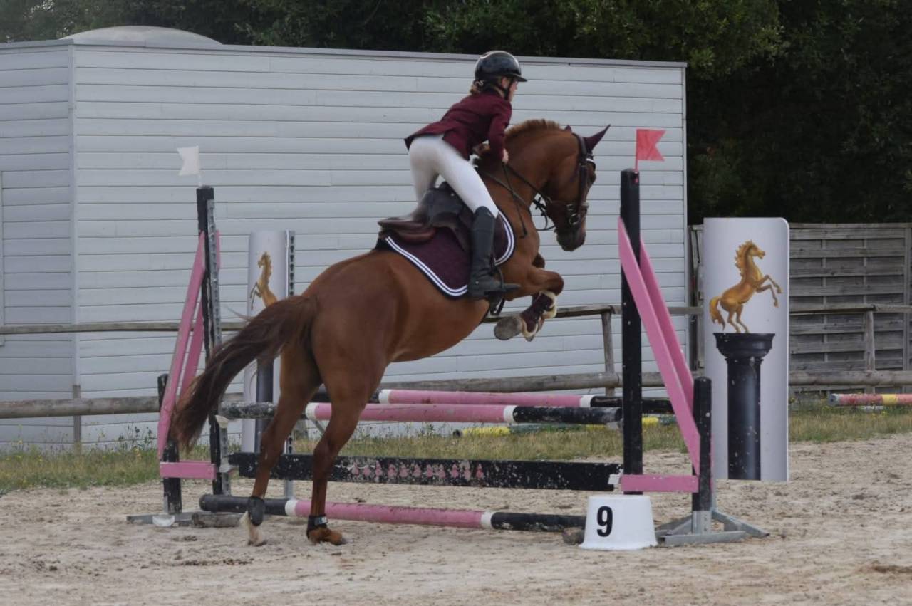 Merrie Franse rijpony PFS Te koop 2021 Vos
