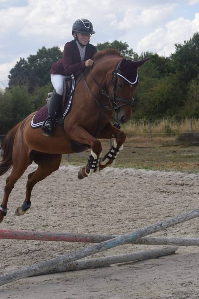 Merrie Franse rijpony PFS Te koop 2021 Vos