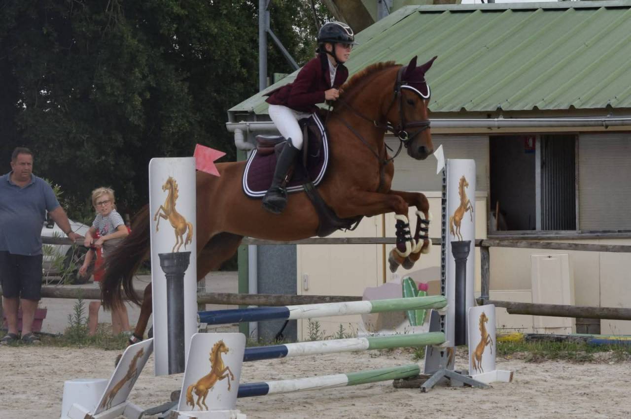 Merrie Franse rijpony PFS Te koop 2021 Vos