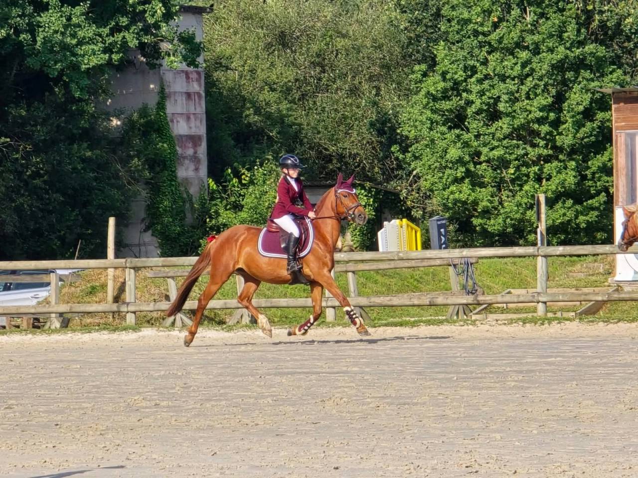 Merrie Franse rijpony PFS Te koop 2021 Vos