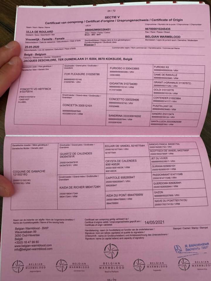Merrie BWP Belgisch volbloed Te koop 2020 Donker bruin / bai