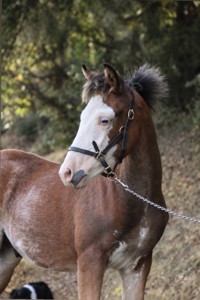 Veulen (ml) Franse rijpony PFS Te koop 2026 Bont ,  Goldwyn d&rsquo;embets