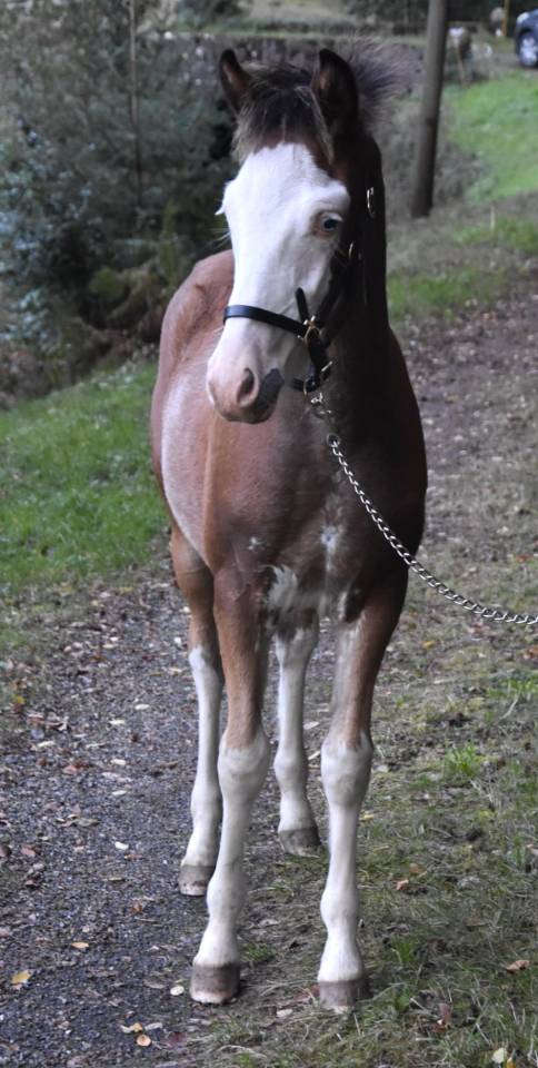 Veulen (ml) Franse rijpony PFS Te koop 2026 Bont ,  Goldwyn d&rsquo;embets