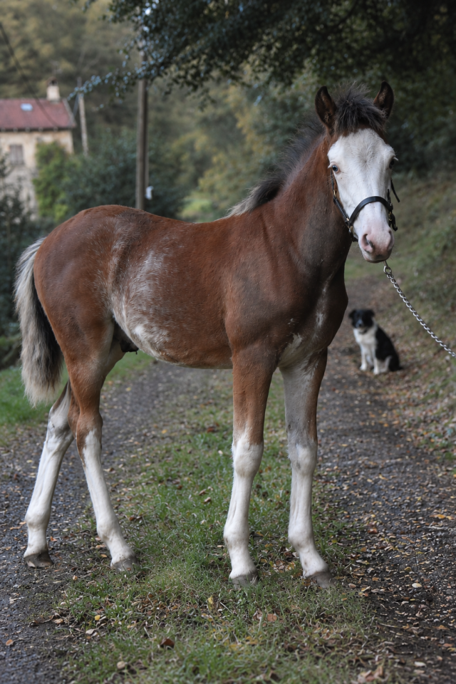 Veulen (ml) Franse rijpony PFS Te koop 2026 Bont ,  Goldwyn d&rsquo;embets