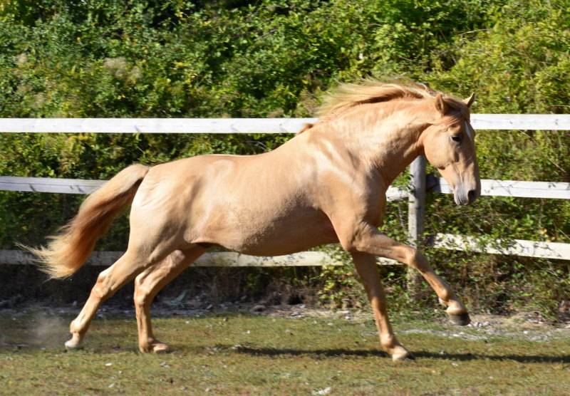 Dekhengst PRE Puur Ras Spaans Te koop 2020 Pearl