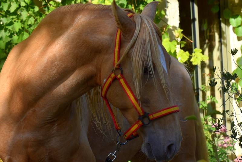 Dekhengst PRE Puur Ras Spaans Te koop 2020 Pearl