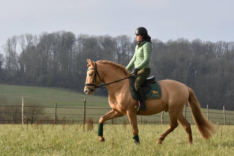 Dekhengst PRE Puur Ras Spaans Te koop 2020 Pearl