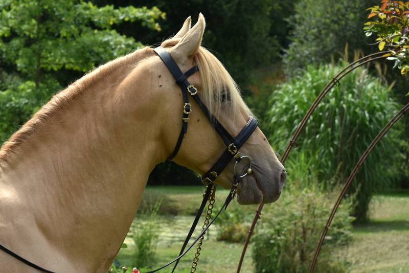 Dekhengst PRE Puur Ras Spaans Te koop 2020 Pearl