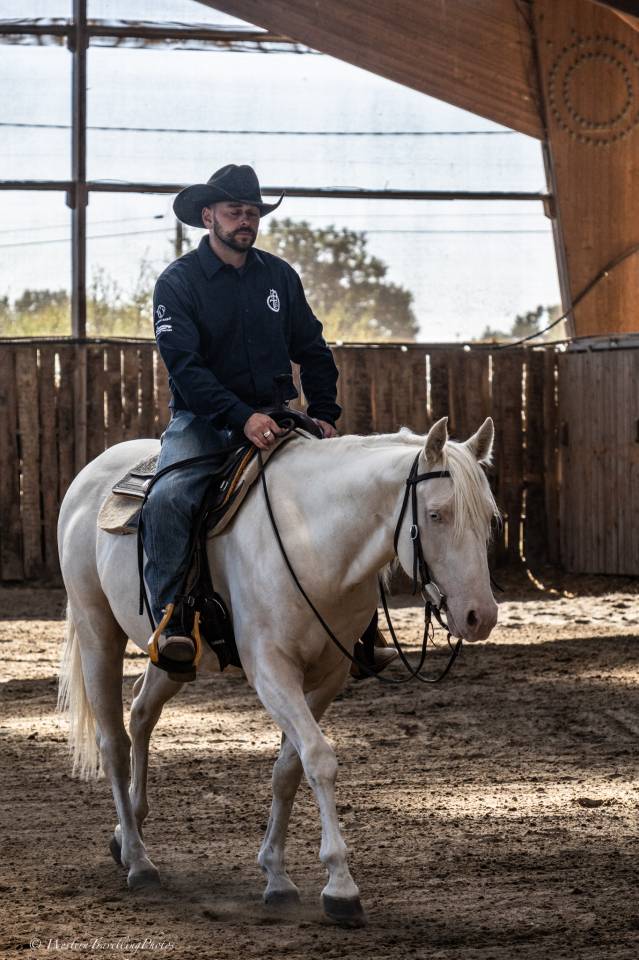 Ruin Quarter Horse Te koop 2021 Cremello ,  AR ROCK STAR