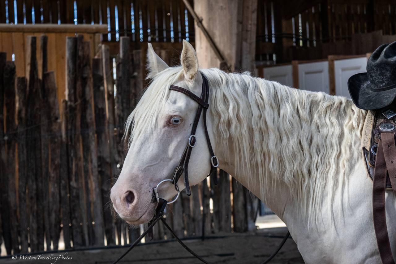Ruin Quarter Horse Te koop 2021 Cremello ,  AR ROCK STAR