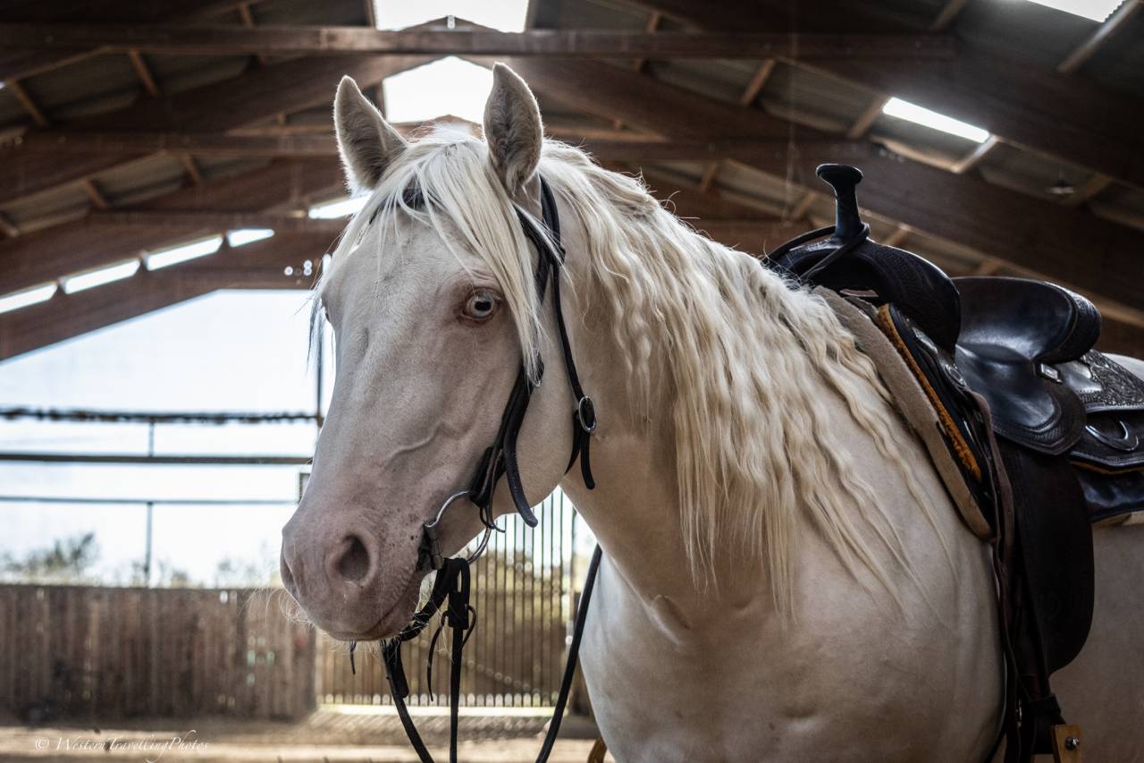 Ruin Quarter Horse Te koop 2021 Cremello ,  AR ROCK STAR