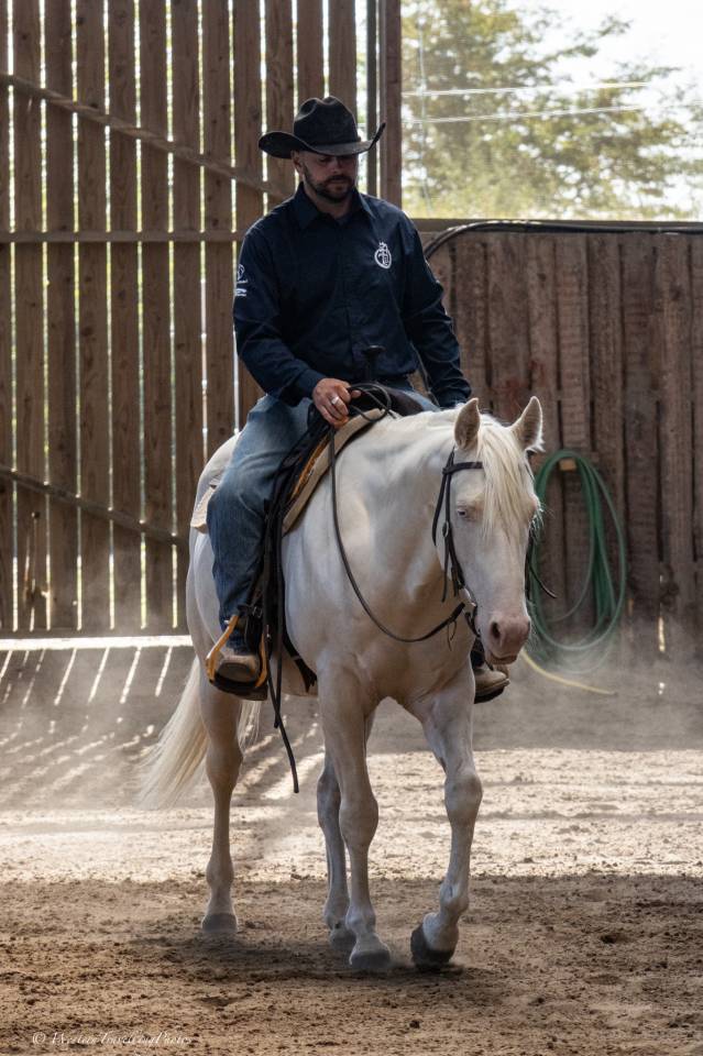 Ruin Quarter Horse Te koop 2021 Cremello ,  AR ROCK STAR