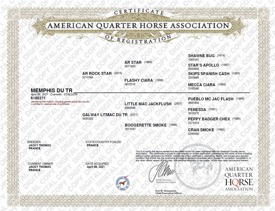 Ruin Quarter Horse Te koop 2021 Cremello ,  AR ROCK STAR