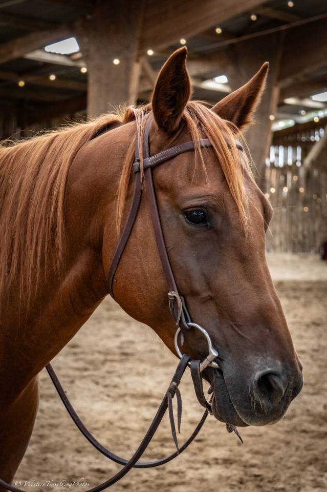 Merrie Quarter Horse Te koop 2021 Vos ,  AR ROCK STAR