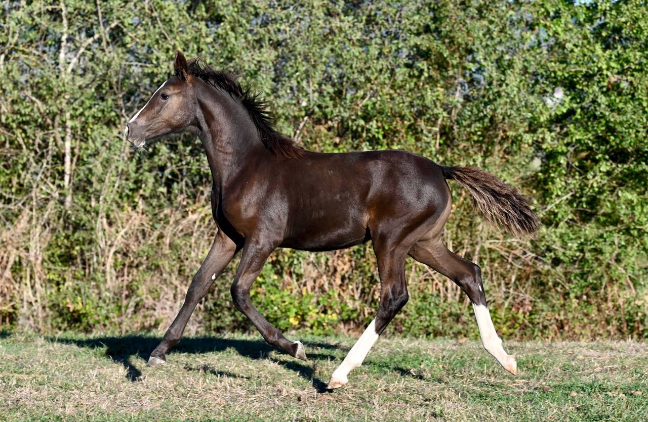 Veulen (vr) Franse rijpony PFS Te koop 2026 Zwart ,  Kolumbus