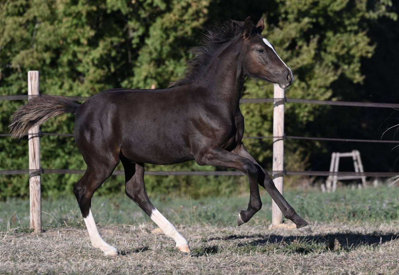 Veulen (vr) Franse rijpony PFS Te koop 2026 Zwart ,  Kolumbus