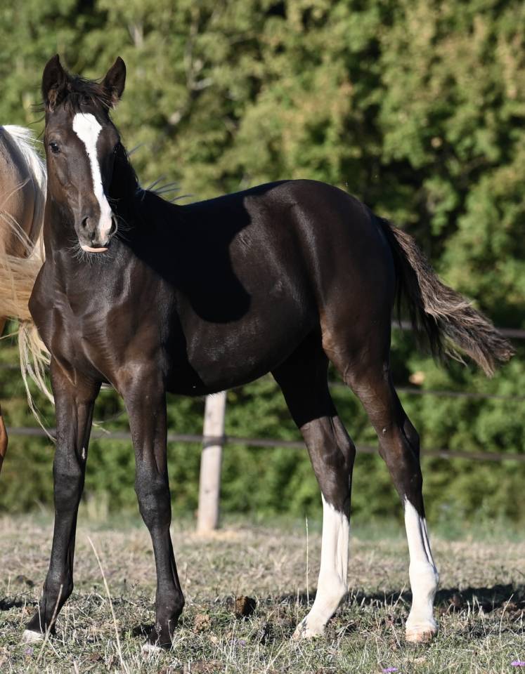 Veulen (vr) Franse rijpony PFS Te koop 2026 Zwart ,  Kolumbus