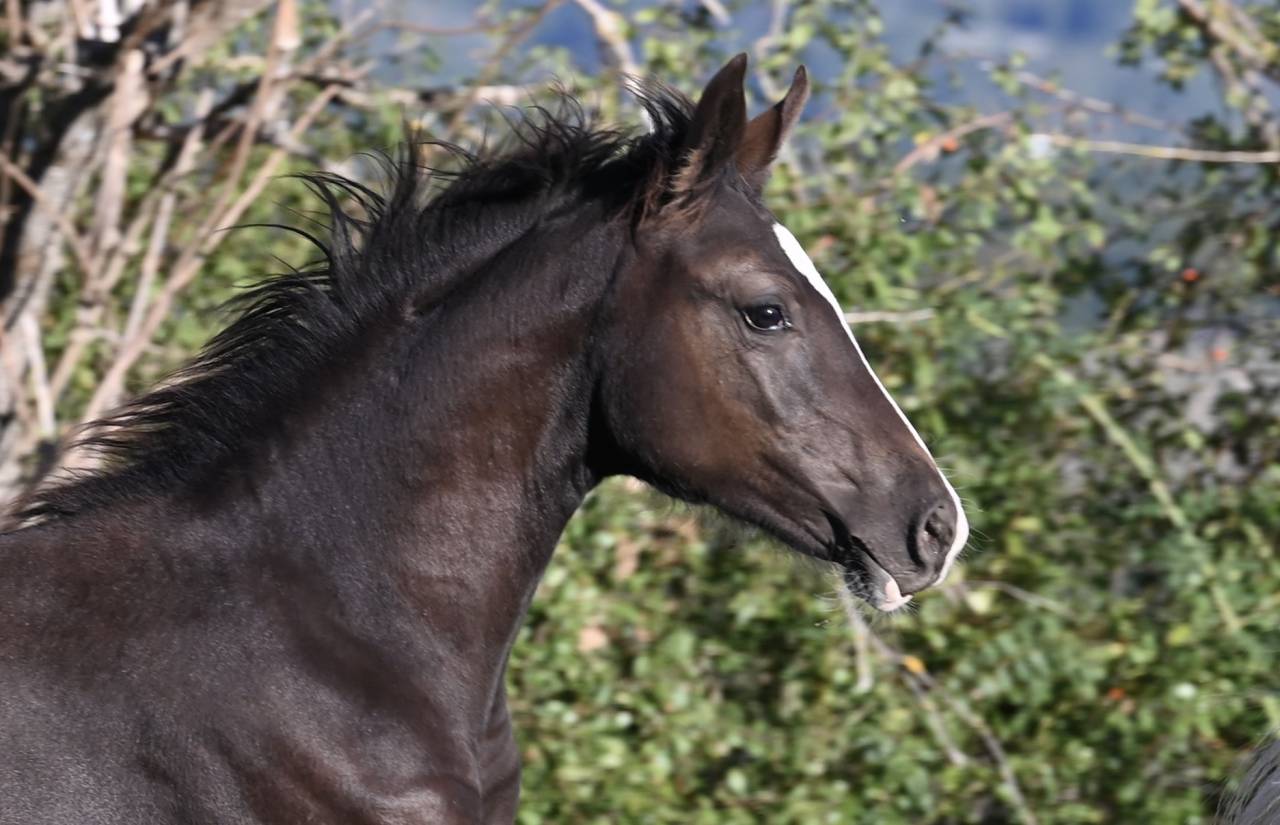 Veulen (vr) Franse rijpony PFS Te koop 2026 Zwart ,  Kolumbus