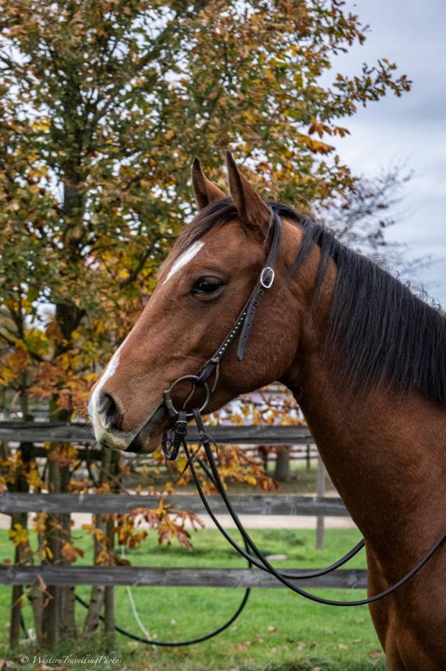 Ruin Paint Horse Te koop 2023 Donker bruin / bai ,  FOREST DU TR