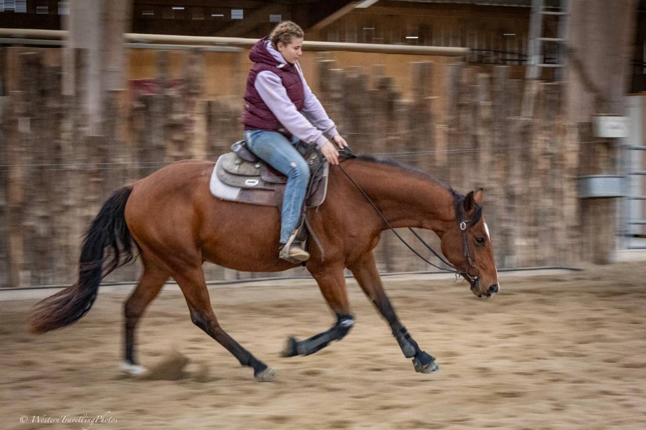 Ruin Paint Horse Te koop 2023 Donker bruin / bai ,  FOREST DU TR