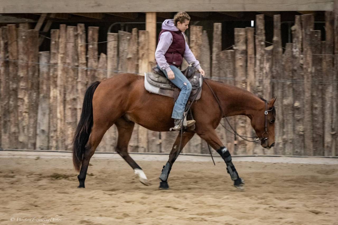 Ruin Paint Horse Te koop 2023 Donker bruin / bai ,  FOREST DU TR