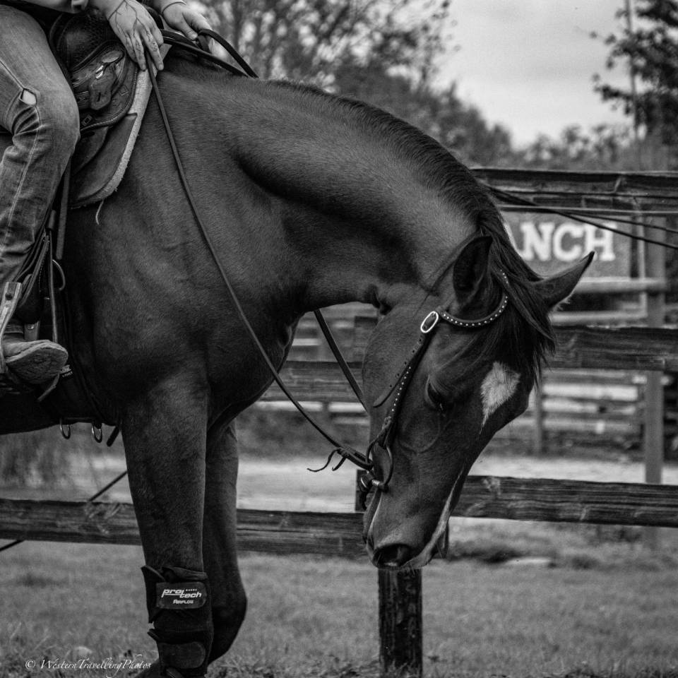 Ruin Paint Horse Te koop 2023 Donker bruin / bai ,  FOREST DU TR