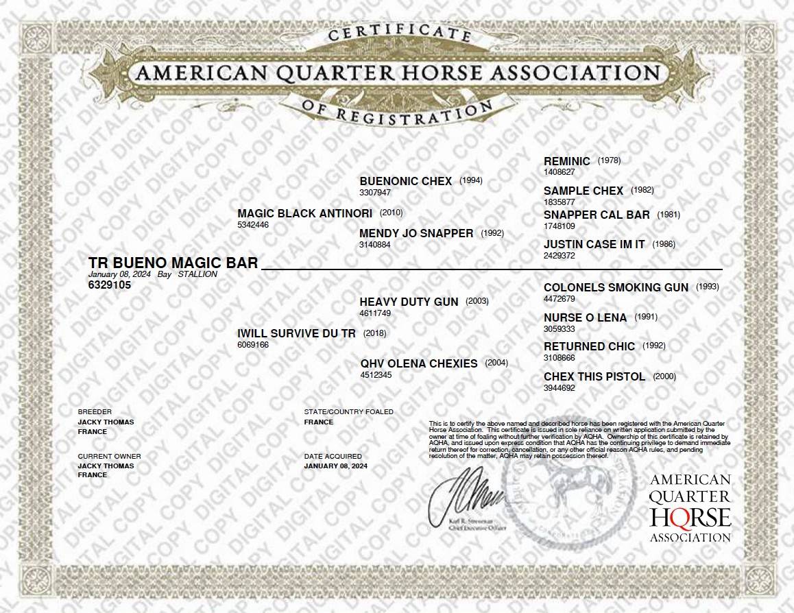 Ruin Quarter Horse Te koop 2024 Donker bruin / bai ,  MAGIC BLACK ANTINORI
