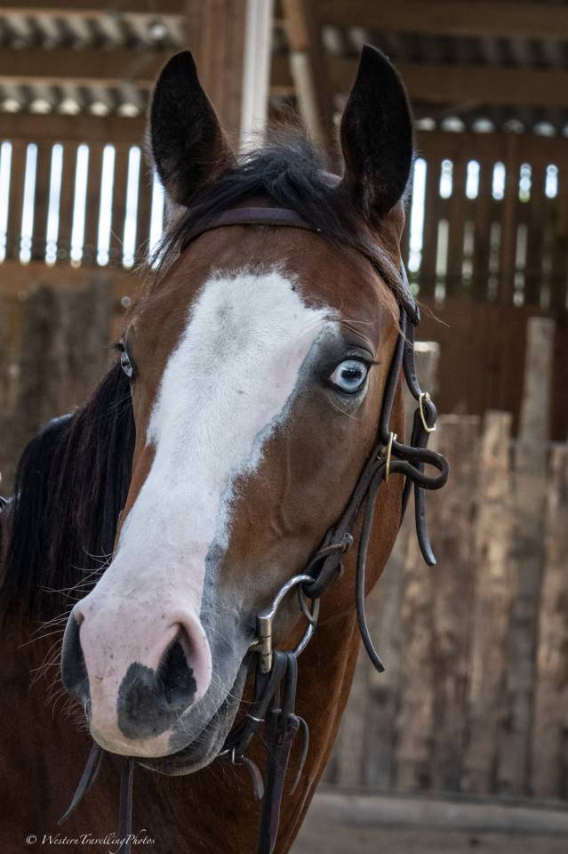 Ruin Quarter Horse Te koop 2024 Donker bruin / bai ,  MAGIC BLACK ANTINORI