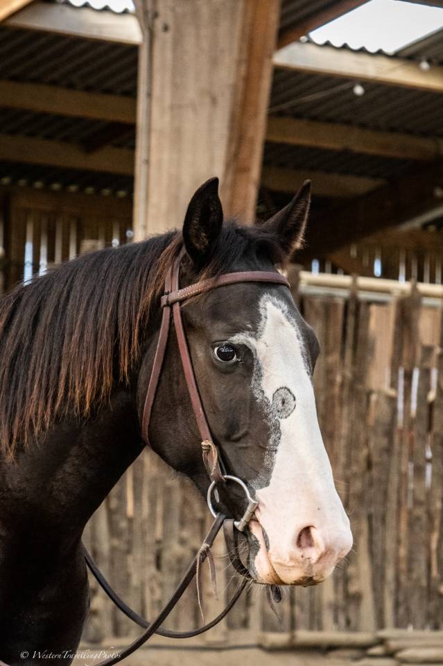 Merrie Paint Horse Te koop 2024 Bruin ,  FOREST DU TR