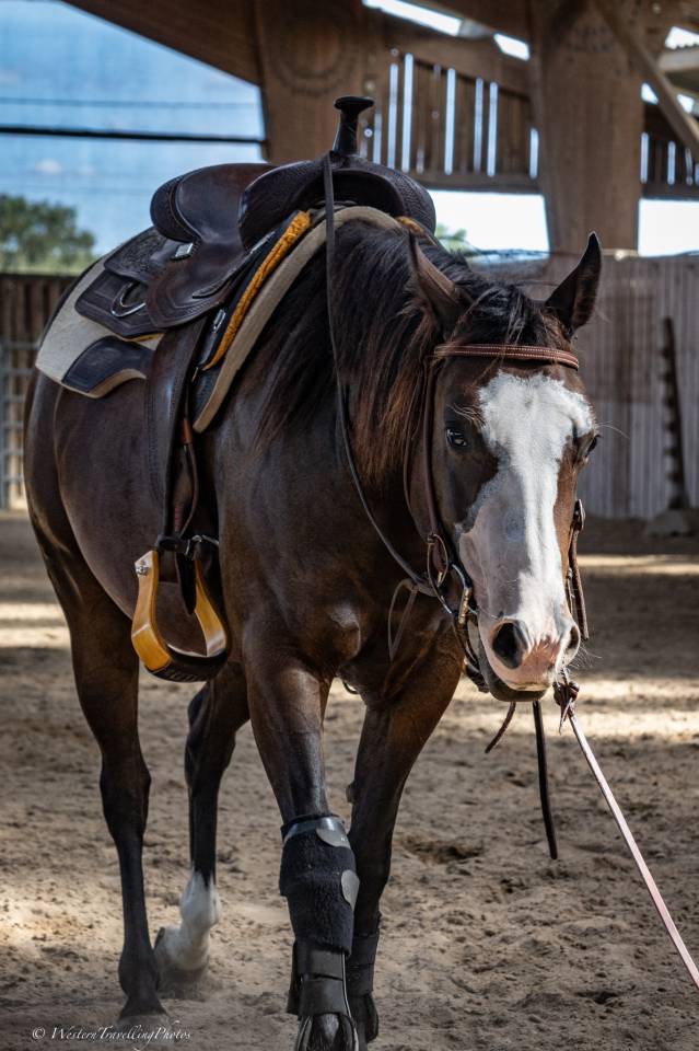 Merrie Quarter Horse Te koop 2023 Donker bruin / bai ,  MAGIC BLACK ANTINORI