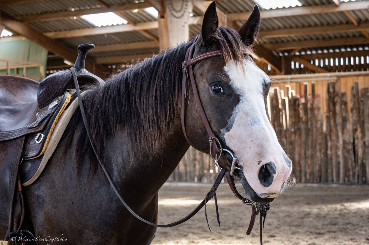 Merrie Quarter Horse Te koop 2023 Donker bruin / bai ,  MAGIC BLACK ANTINORI