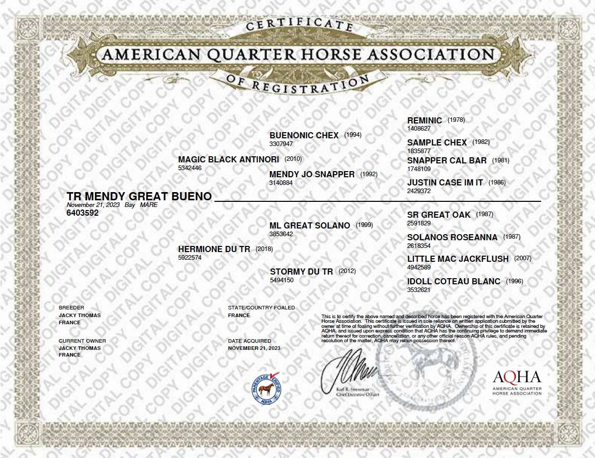Merrie Quarter Horse Te koop 2023 Donker bruin / bai ,  MAGIC BLACK ANTINORI