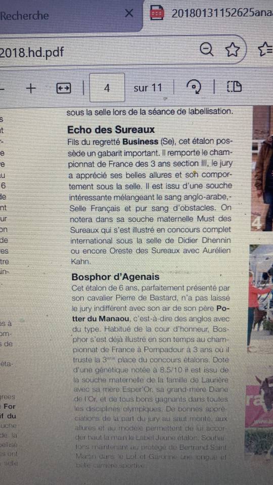 Dekhengst Anglo-Arabier Te koop 2014 Vos ,  Business 